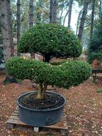 oude buxus bonsai, Tuin en Terras, Ophalen