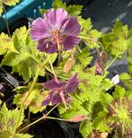 Lot de 10 plantes vivaces, Ophalen