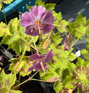Lot de 10 plantes vivaces  beschikbaar voor biedingen