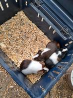3 jonge cavia's 2 zeugje en 1 beertjes, Dieren en Toebehoren, Knaagdieren, November, Vrouwelijk, Cavia