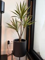 Valse plant, plastieken plant met bloempot, Ophalen