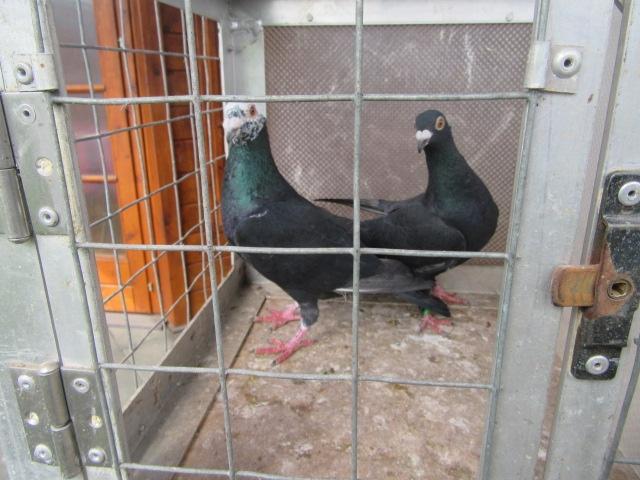 vliegduiven koppels en losse, Dieren en Toebehoren, Vogels | Duiven