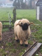 Wallisher schwarznase zwartneusschapen, Dieren en Toebehoren, Schapen, Geiten en Varkens, Mannelijk, Schaap, 0 tot 2 jaar