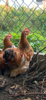 Haan, Dieren en Toebehoren, Mannelijk, Kip