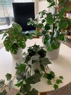 Planten, Ophalen, Minder dan 100 cm