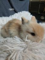 Konijnen, Dieren en Toebehoren, Konijnen, Meerdere dieren, Klein, 0 tot 2 jaar