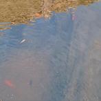 Goudvissen 4 a 7cm, Tuin en Terras, Ophalen, Nieuw