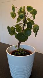 Pannenkoekenplant met bloempot, Huis en Inrichting, Kamerplanten, Ophalen