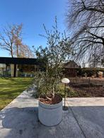 Meerstammige kurkeik in pot., Bloeit niet, Halfschaduw, Overige soorten, 250 tot 400 cm