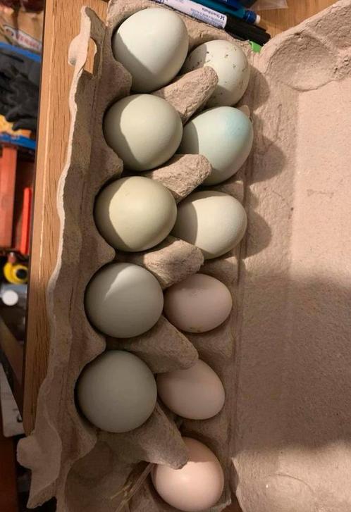 Oeufs fécondés d’Araucana croisé Brahma Isabelle, Dieren en Toebehoren, Pluimvee, Kip, Meerdere dieren
