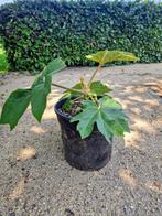 Tetrapanax papyrifera  10€ per pot, Ophalen, Winter, Vaste plant