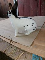 Vlinder voedster 1.5jaar, Dieren en Toebehoren, Konijnen, Vrouwelijk, Middelgroot, 0 tot 2 jaar