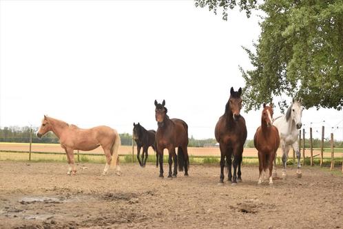 Pension complète à Forville, Dieren en Toebehoren, Stalling en Weidegang, Stalling, Weidegang, 4 paarden of pony's of meer