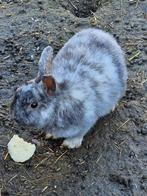 Buiten konijn, Dieren en Toebehoren, Geslacht onbekend, 0 tot 2 jaar