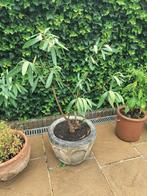 Mooie orleander, Tuin en Terras, Planten | Tuinplanten, Ophalen