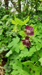 Paarse meerjarige geranium, Tuin en Terras, Ophalen