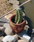 Cactus, Ophalen