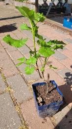 Jostabes (jonge stek), Tuin en Terras, Ophalen, Volle zon, Vaste plant, Fruitplanten