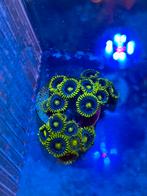 Zoanthus Koraal "Blueberry Pie", Dieren en Toebehoren, Vissen | Aquariumvissen, Overige typen, Zoutwatervis