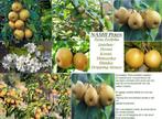 NASHI PERELAARS: Struiken 15€, Laagstam 3J. 17€, Halfst 22€, Tuin en Terras, Planten | Tuinplanten, Vaste plant, Fruitplanten