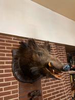 Taxidermie van uitstekende kwaliteit, Ophalen