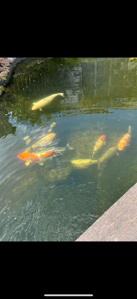 Japanse koi's te koop!! (7st), Dieren en Toebehoren, Vissen | Vijvervissen