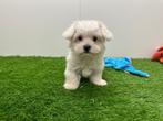 Maltezer pups, België, Maltezer, 8 tot 15 weken, CDV (hondenziekte)
