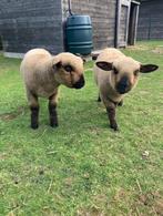 2 Hampshire Down lammeren, Dieren en Toebehoren, Schapen, Geiten en Varkens, Meerdere dieren, Schaap, 0 tot 2 jaar