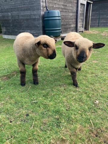 2 Hampshire Down lammeren, Plusieurs animaux, Mouton, 0 à 2 ans