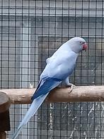 Perruche à collier, violette, opaline, queue pâle fendue, po, Bagué