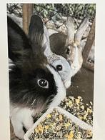 Konijn, Dieren en Toebehoren, Konijnen, Vrouwelijk, Klein, 0 tot 2 jaar