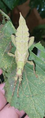 Heteropteryx dilatata nimfen