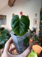 Anthurium villaorum x veetchi, Huis en Inrichting, Kamerplanten, Ophalen