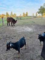 2 dwerggeitjes (miekes) – 4 jaar – tam en gezond, Dieren en Toebehoren, Vrouwelijk, Geit, 3 tot 5 jaar