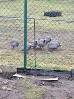 parelhoenders, Dieren en Toebehoren, Vogels | Overige Vogels, Geslacht onbekend, Tropenvogel