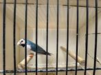 Gouldamadine blauwe man te koop, Dieren en Toebehoren, Tropenvogel