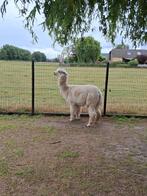 Alpaca, Dieren en Toebehoren, Overige Dieren