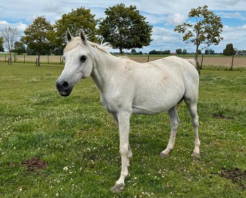 11 jarige fokmerrie, Arabisch volbloed, Dieren en Toebehoren, Paarden, Merrie, Niet van toepassing, Minder dan 160 cm, 11 jaar of ouder