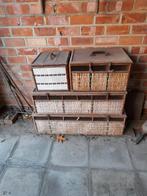 4 duiven manden, Dieren en Toebehoren, Vogels | Duiven