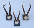 3 x antiek REE GEWEI op zwart houten schild - rond 1900, Verzamelen, Ophalen of Verzenden, Gebruikt, Hert, Gewei of Kop