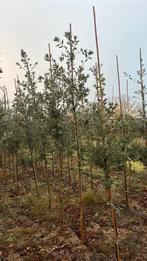 Quercus ilex - steeneik, Jardin & Terrasse, Plantes | Arbres, Enlèvement