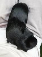 Cavia beertje. Kooi apart verkrijgbaar., Dieren en Toebehoren, Knaagdieren, Mannelijk, Cavia, Tam