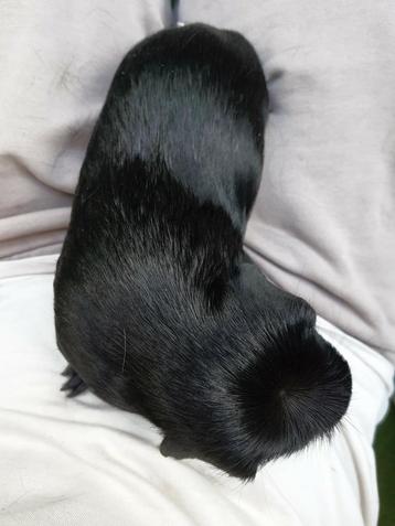 Cavia beertje. Kooi apart verkrijgbaar. beschikbaar voor biedingen