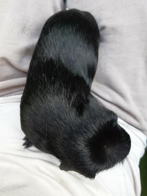 Cavia beertje. Kooi apart verkrijgbaar., Dieren en Toebehoren, Knaagdieren, Mannelijk, Cavia, Tam