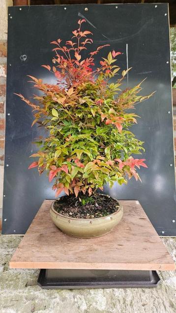 Nandina voor Bonsai accent beschikbaar voor biedingen