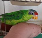 Iris Lori, Dieren en Toebehoren, Vogels | Parkieten en Papegaaien, Geslacht onbekend, Papegaai, Geringd