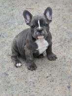 Franse Bulldog pups, Dieren en Toebehoren, België, Fokker | Hobbymatig, CDV (hondenziekte), 8 tot 15 weken