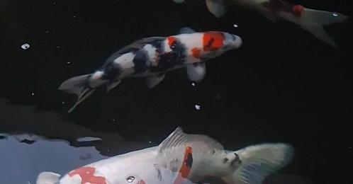 Showa, Dieren en Toebehoren, Vissen | Vijvervissen, Karper of Koi