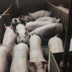loonkweekstallen varkens gevraagd, Ophalen