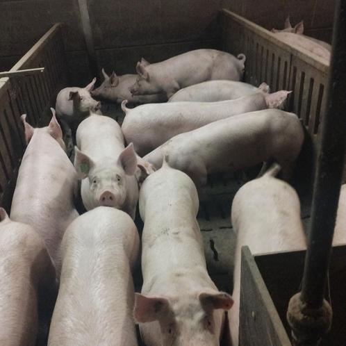 loonkweekstallen varkens gevraagd, Zakelijke goederen, Landbouw | Veevoer, Ophalen